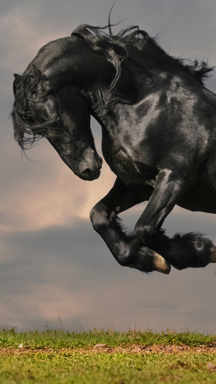 Samsung On7 Wallpapers - Beautiful Black Stallion - HD Wallpaper 