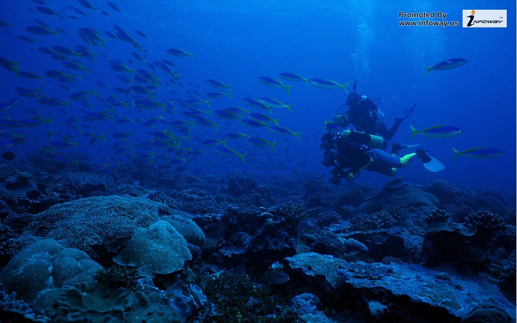 Underwater Background - HD Wallpaper 