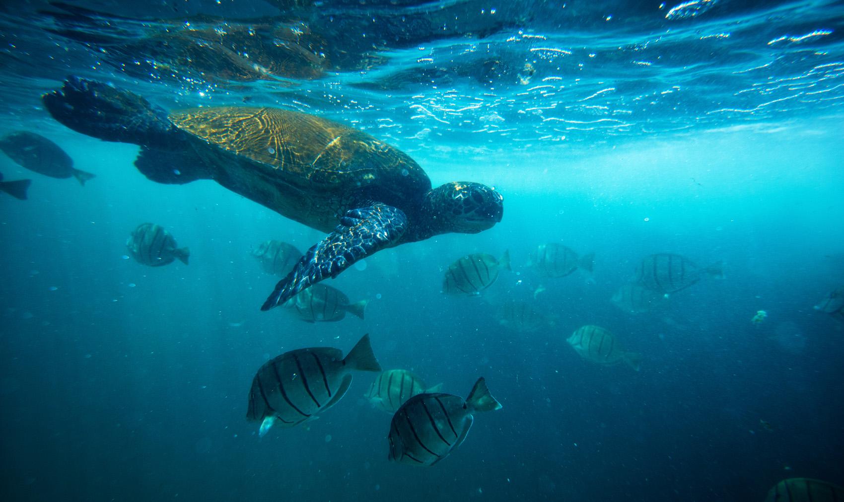 Sea Creatures In Hawaii - HD Wallpaper 