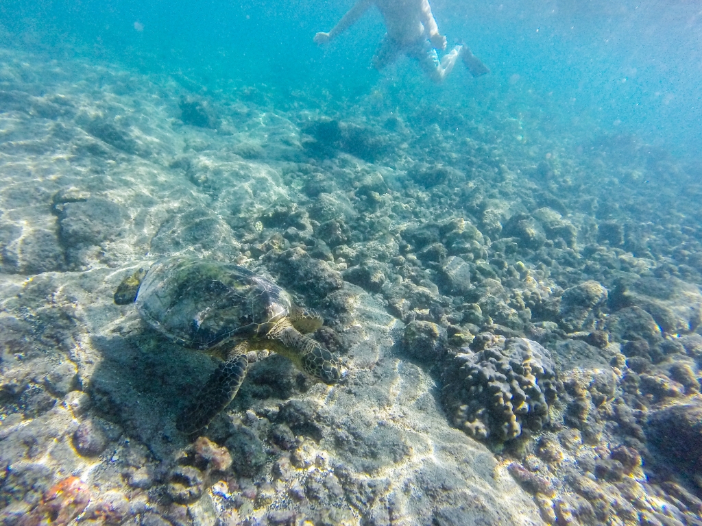 Underwater - HD Wallpaper 