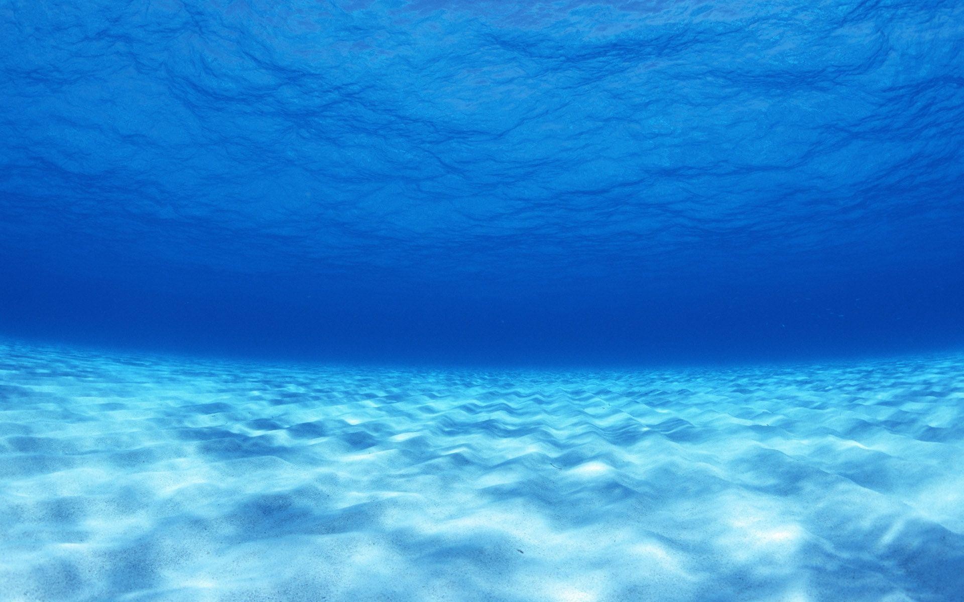 Underwater Fish And Turtle Animals Wallpaper - Ocean Water Background - HD Wallpaper 