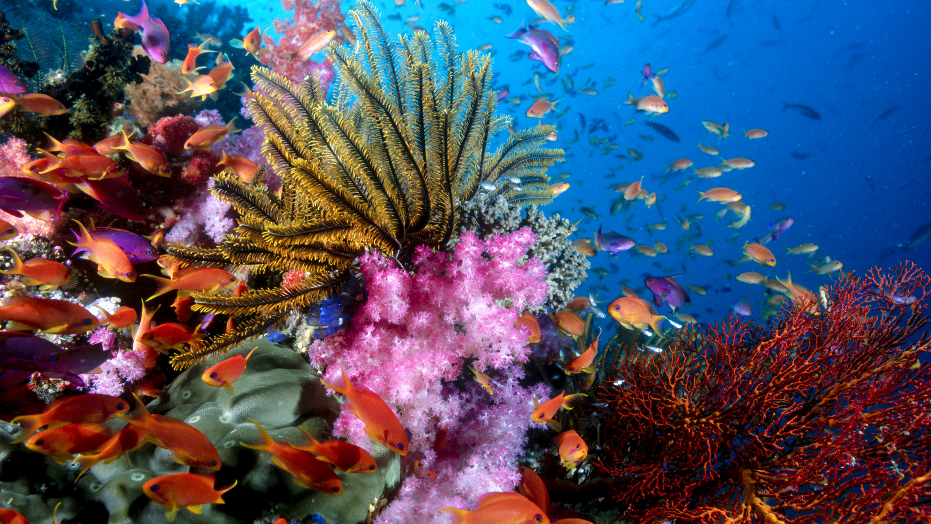 Under Sea Life Desktop Background Hd 1920x Deskbg Com - Coral Reefs Hd - HD Wallpaper 