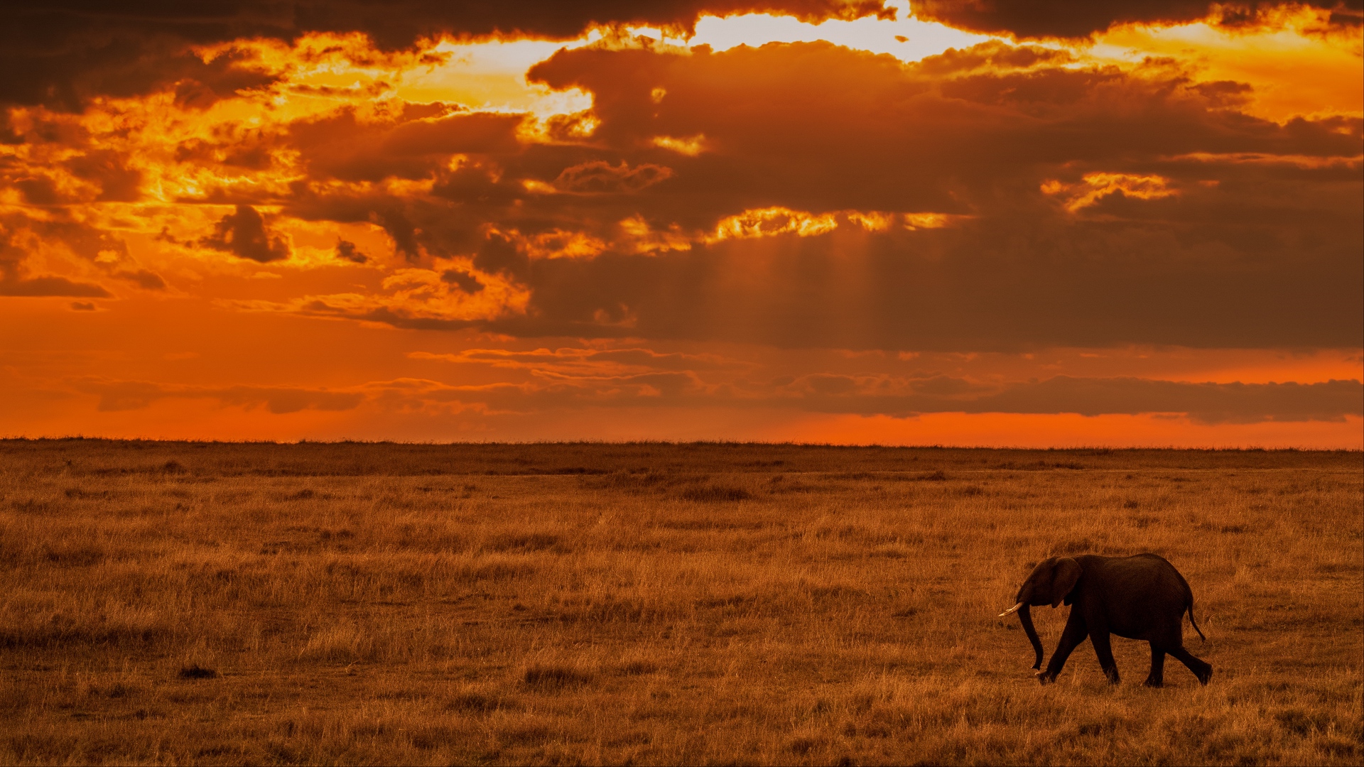 Wallpaper Elephant, Savanna, Sunset, Nature, Africa - Africa 4k - HD Wallpaper 