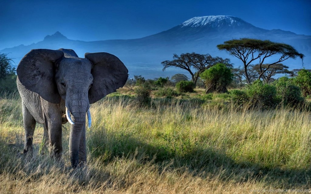 African Forest Elephant Pictures - Kilimanjaro Wallpaper Elephant - HD Wallpaper 