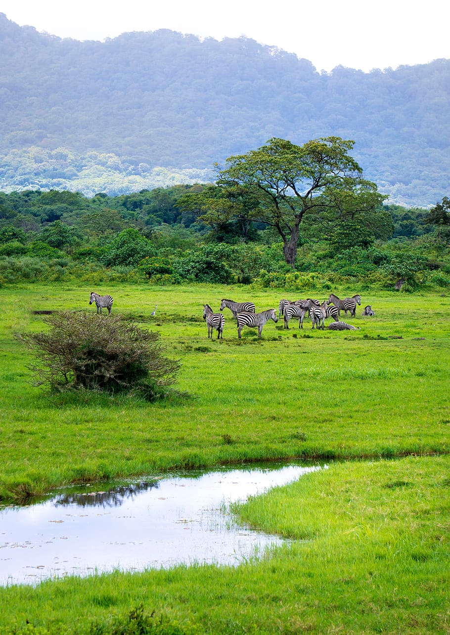 Tanzania, Arusha, Landscape, Green, Animals, Zebra, - Arusha Landscape - HD Wallpaper 