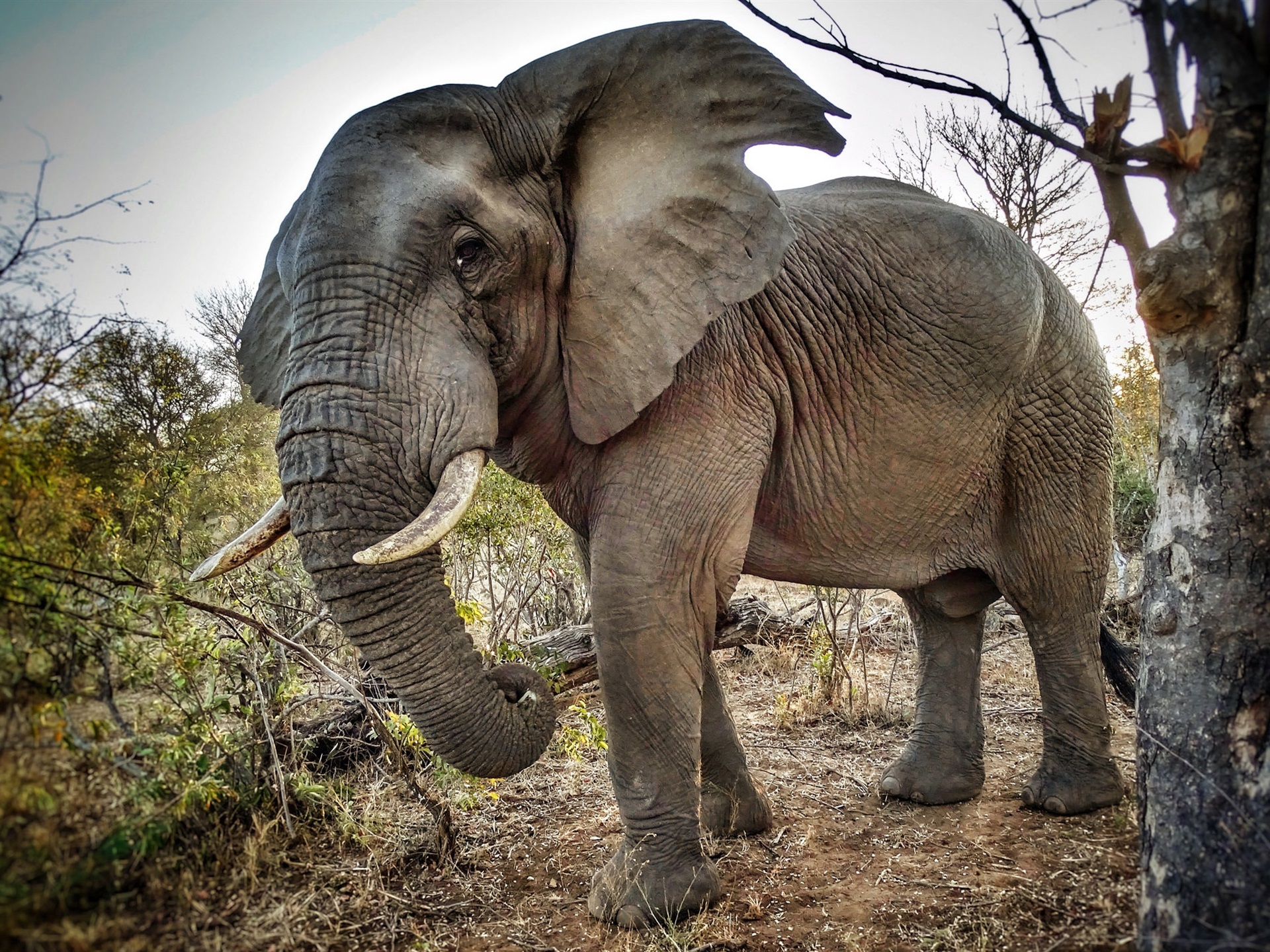 Wallpaper Elephant, Tusks, Trees, Africa - HD Wallpaper 