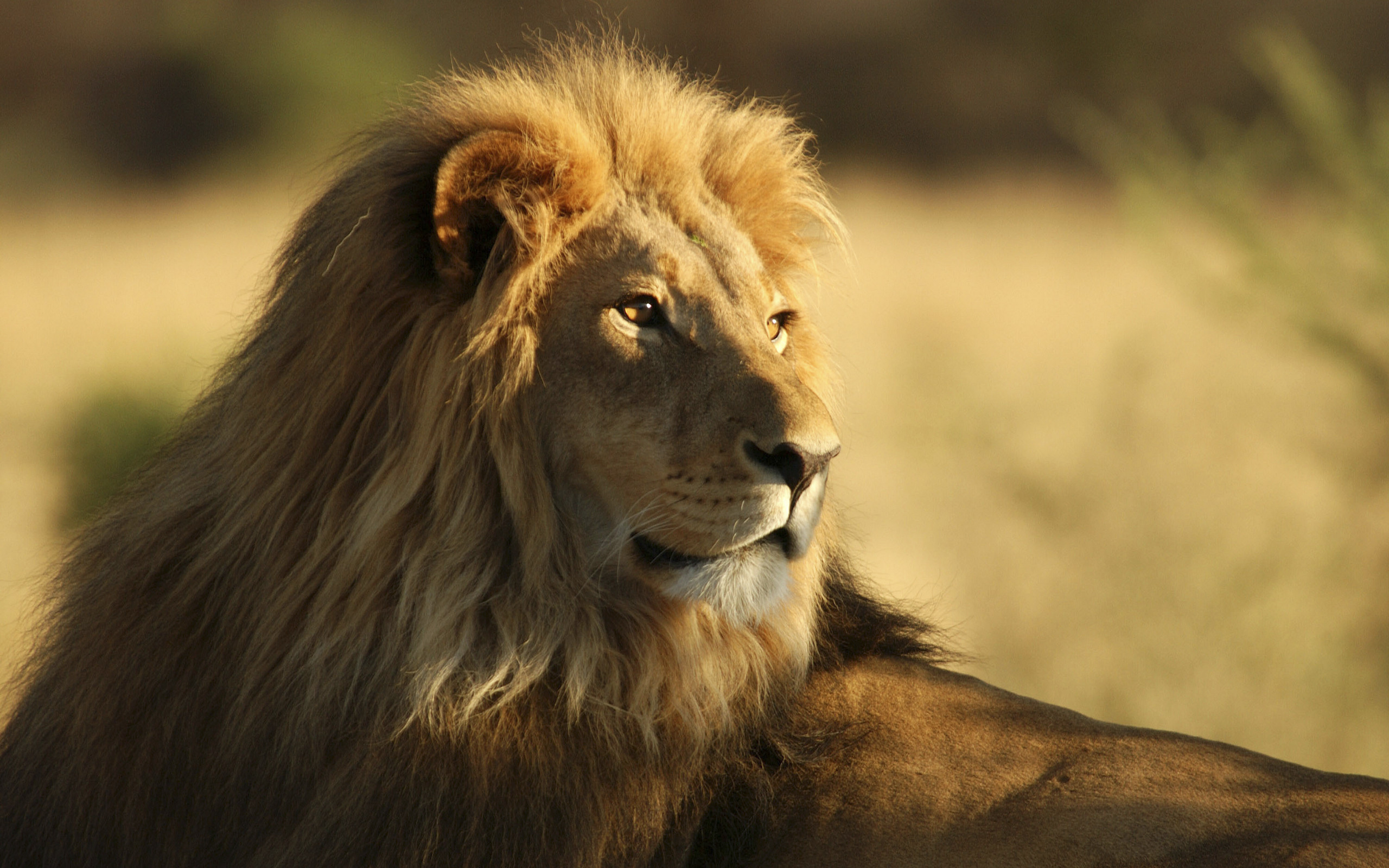 The Male African Lion - HD Wallpaper 