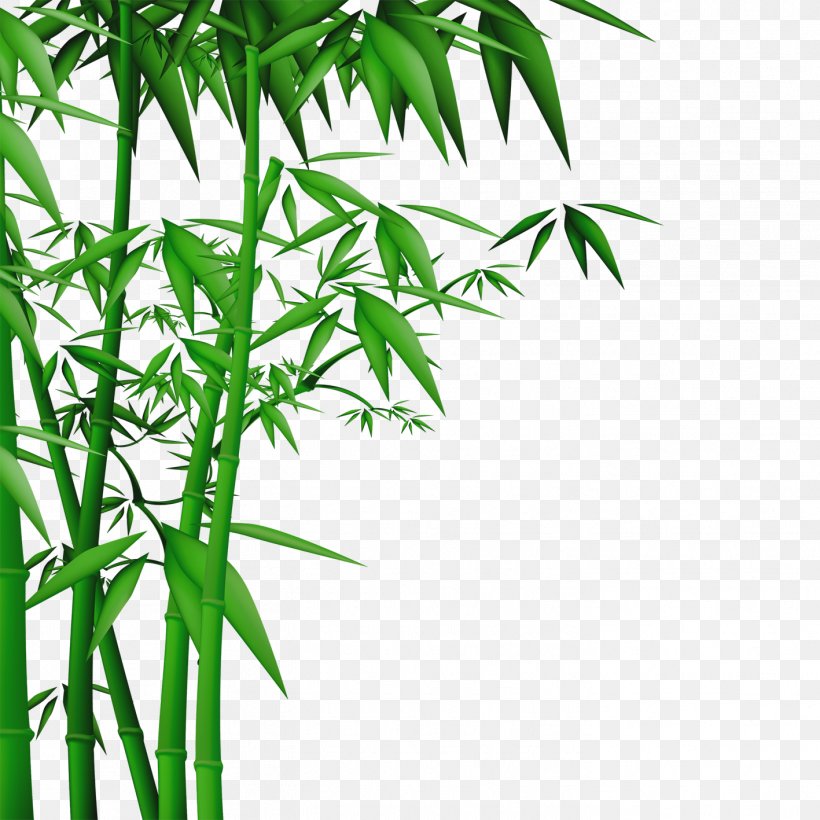 Bamboo Wall Wallpaper, Png, 1417x1417px, Bamboo, Bambusa - Vector Bamboo Tree Png - HD Wallpaper 