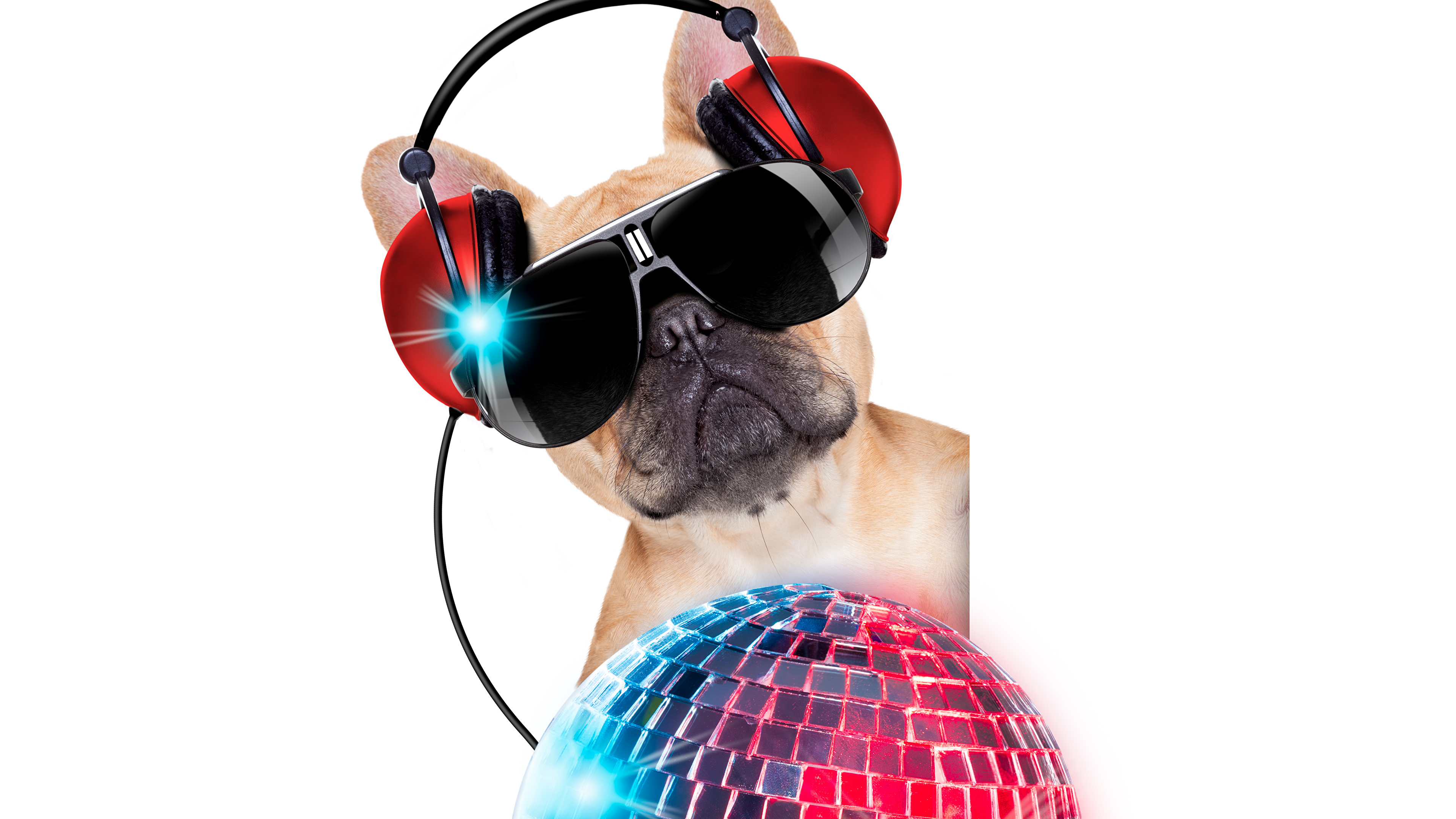 Dogs Headphones - HD Wallpaper 