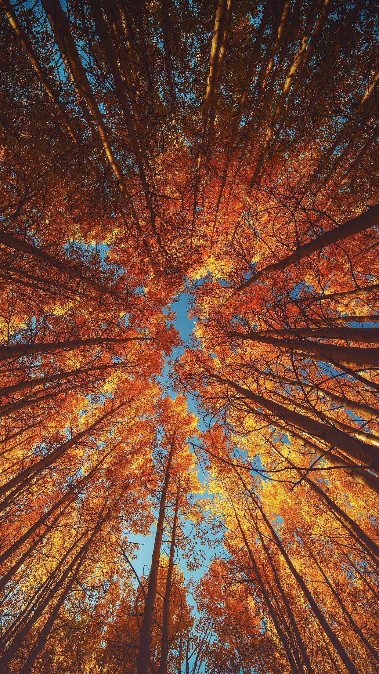 Iphone X Wallpaper Fall - HD Wallpaper 