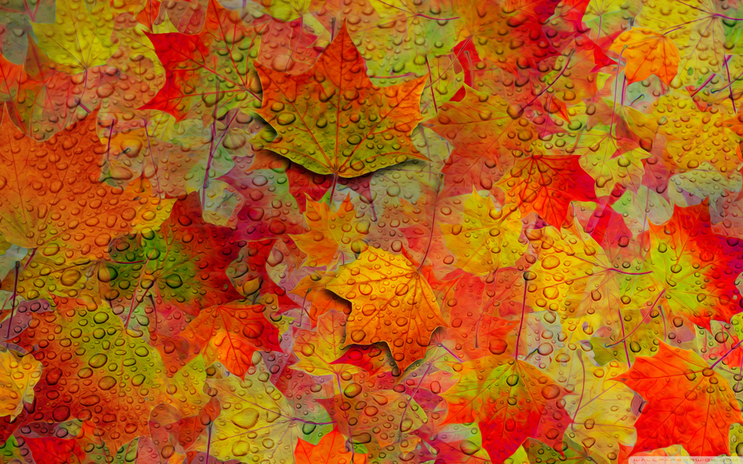 Autumn Leaves Wallpaper For Android - HD Wallpaper 