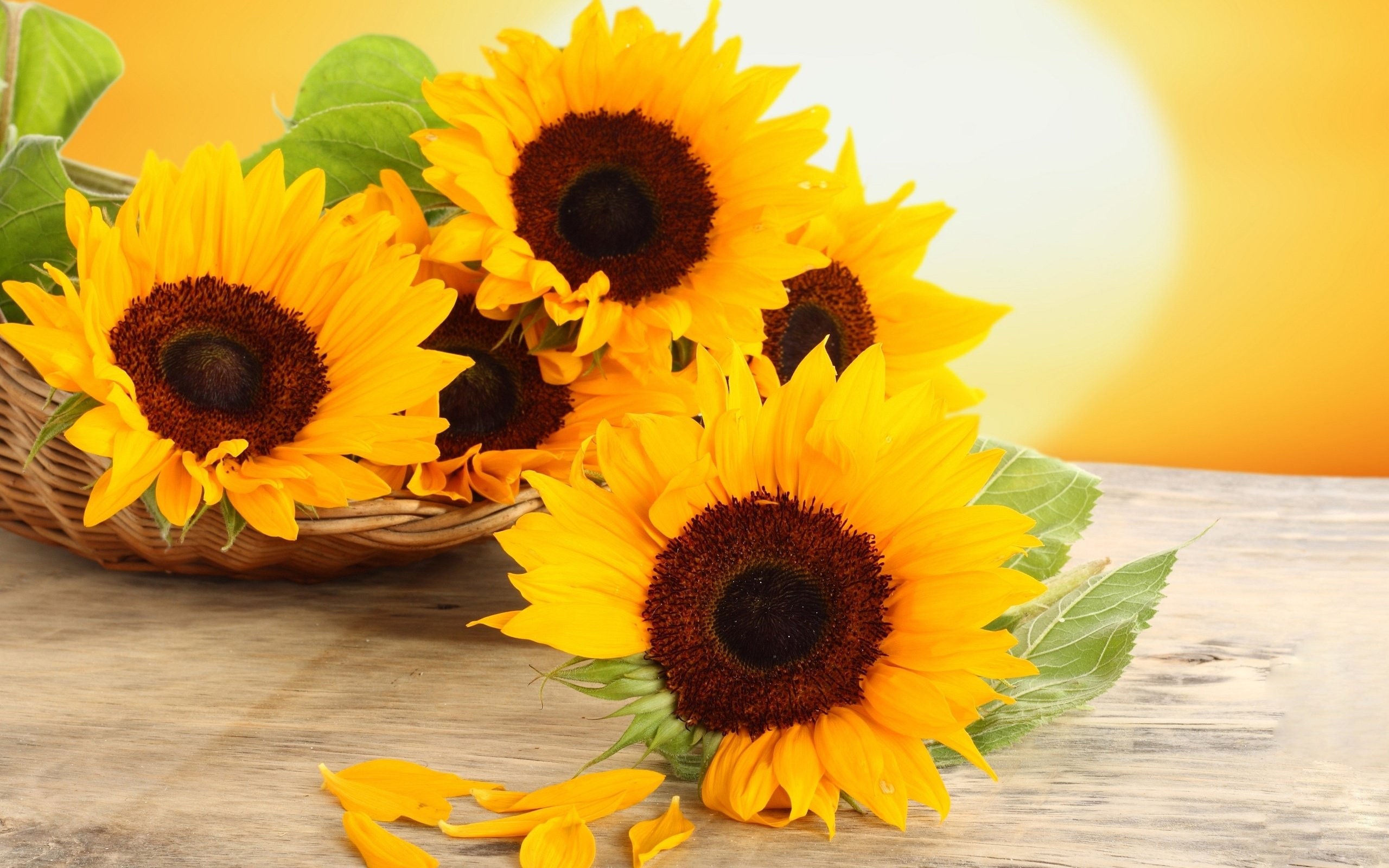 Sunflowers Backgrounds - HD Wallpaper 