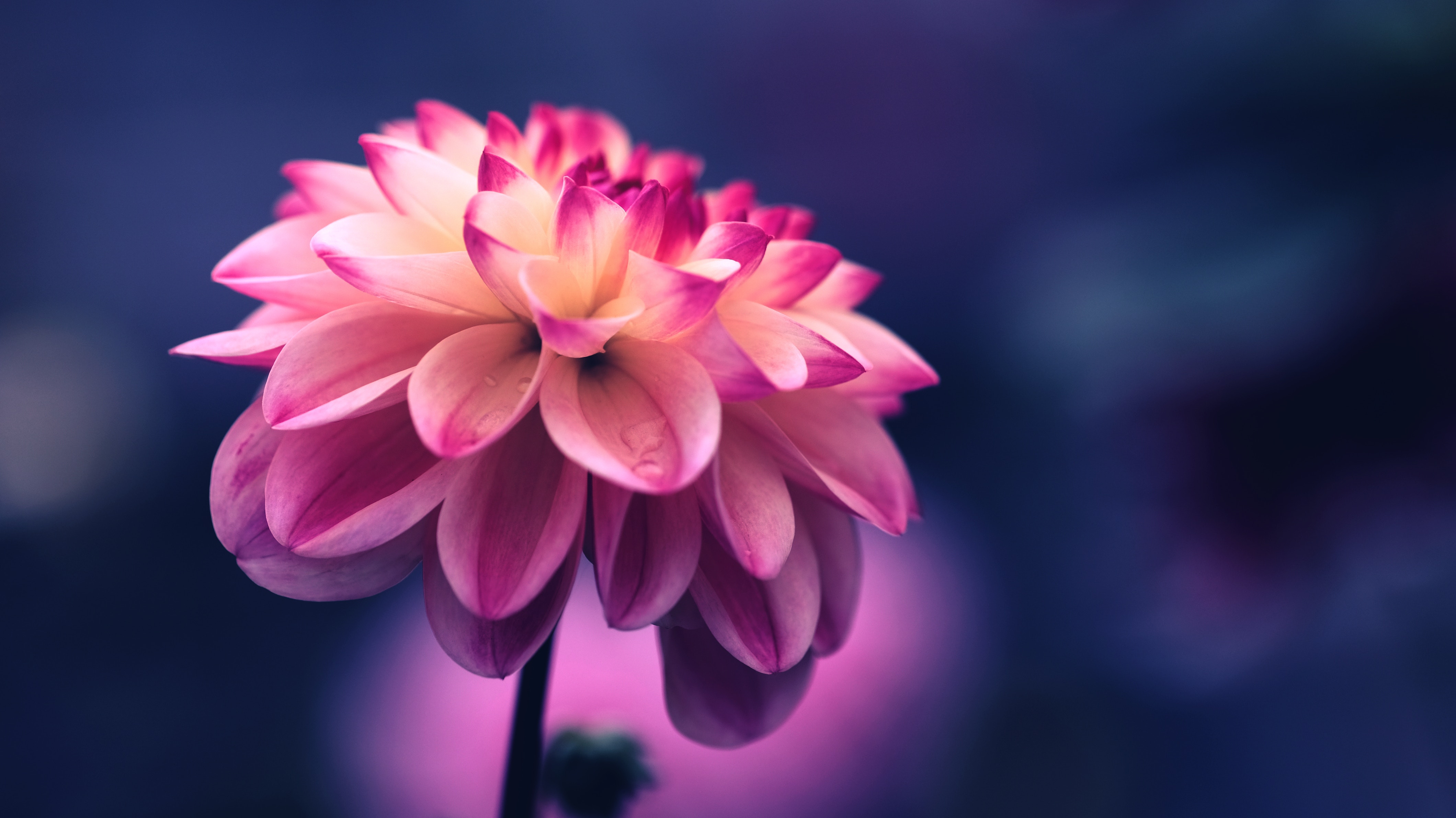 Tumblr Wallpaper Flowers - HD Wallpaper 