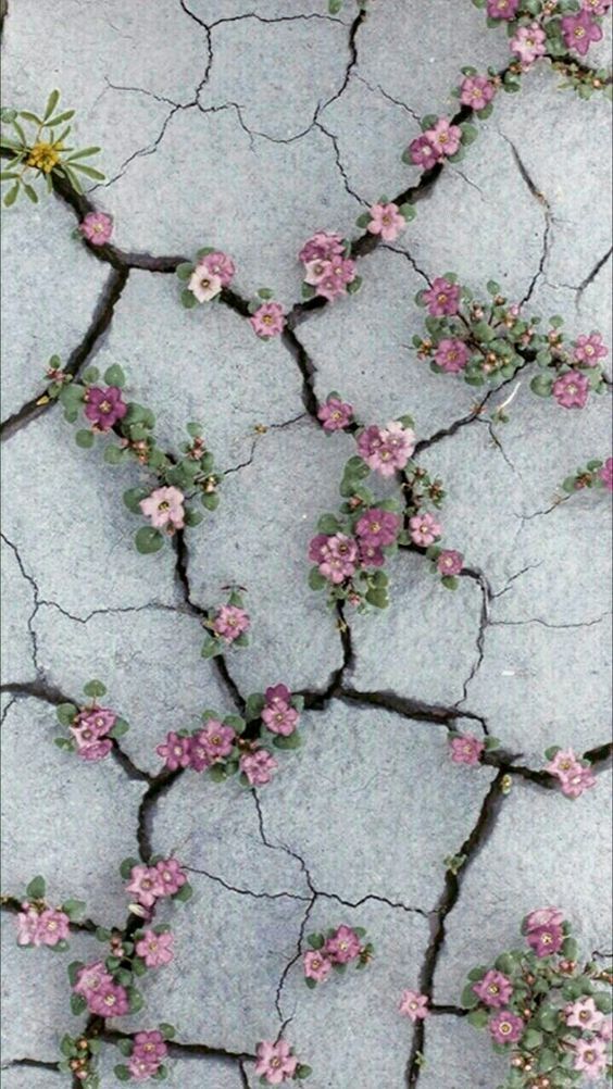 Flower Texture Iphone - HD Wallpaper 