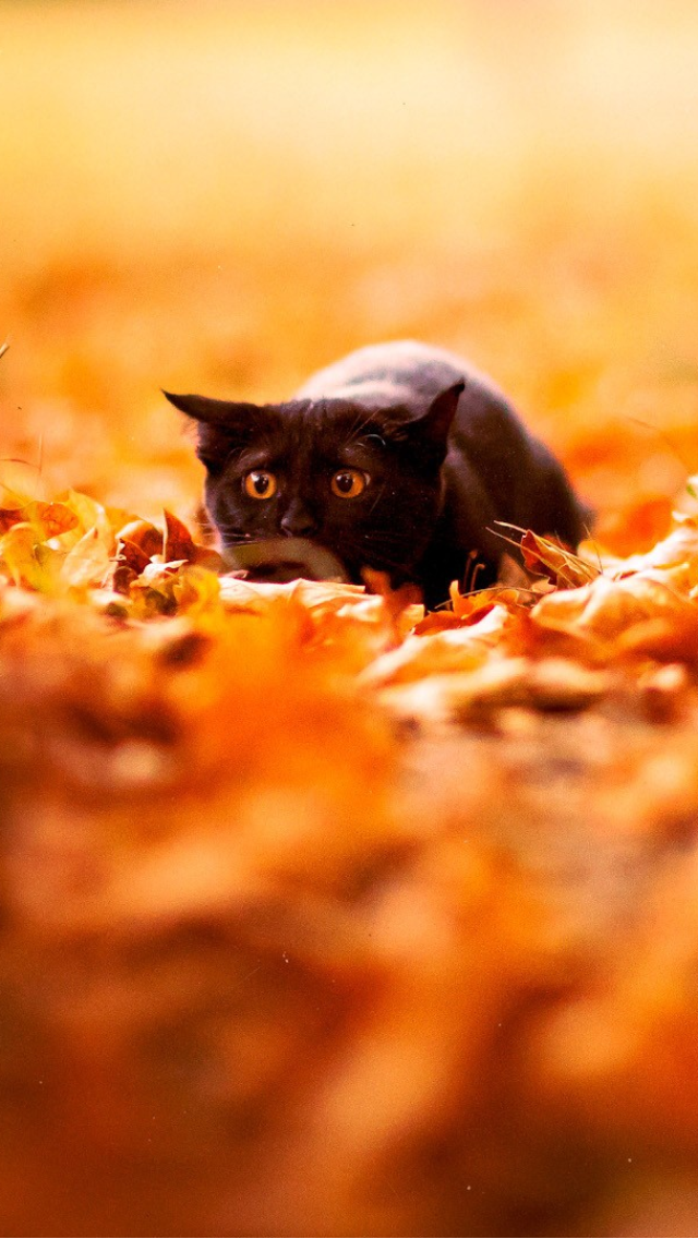 Fall Wallpaper Iphone 5 - HD Wallpaper 