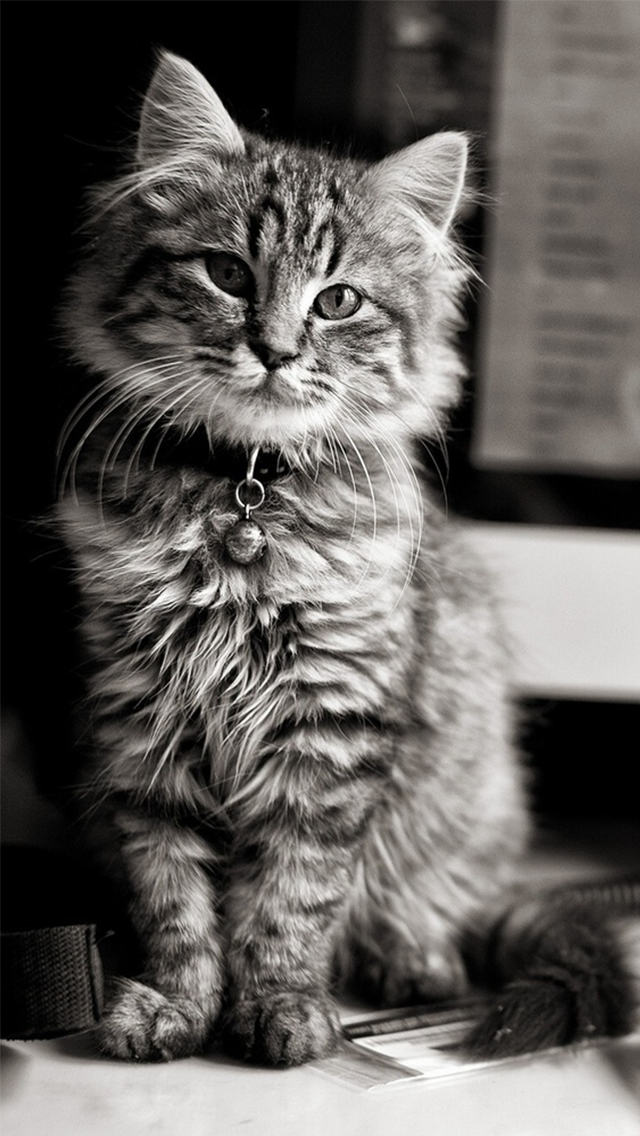 Iphone 6 Cute Cat Wallpaper Hd - 640x1136 Wallpaper Iphone 6 Cute Cat Wallpaper Hd - 640x1136 Wallpaper
