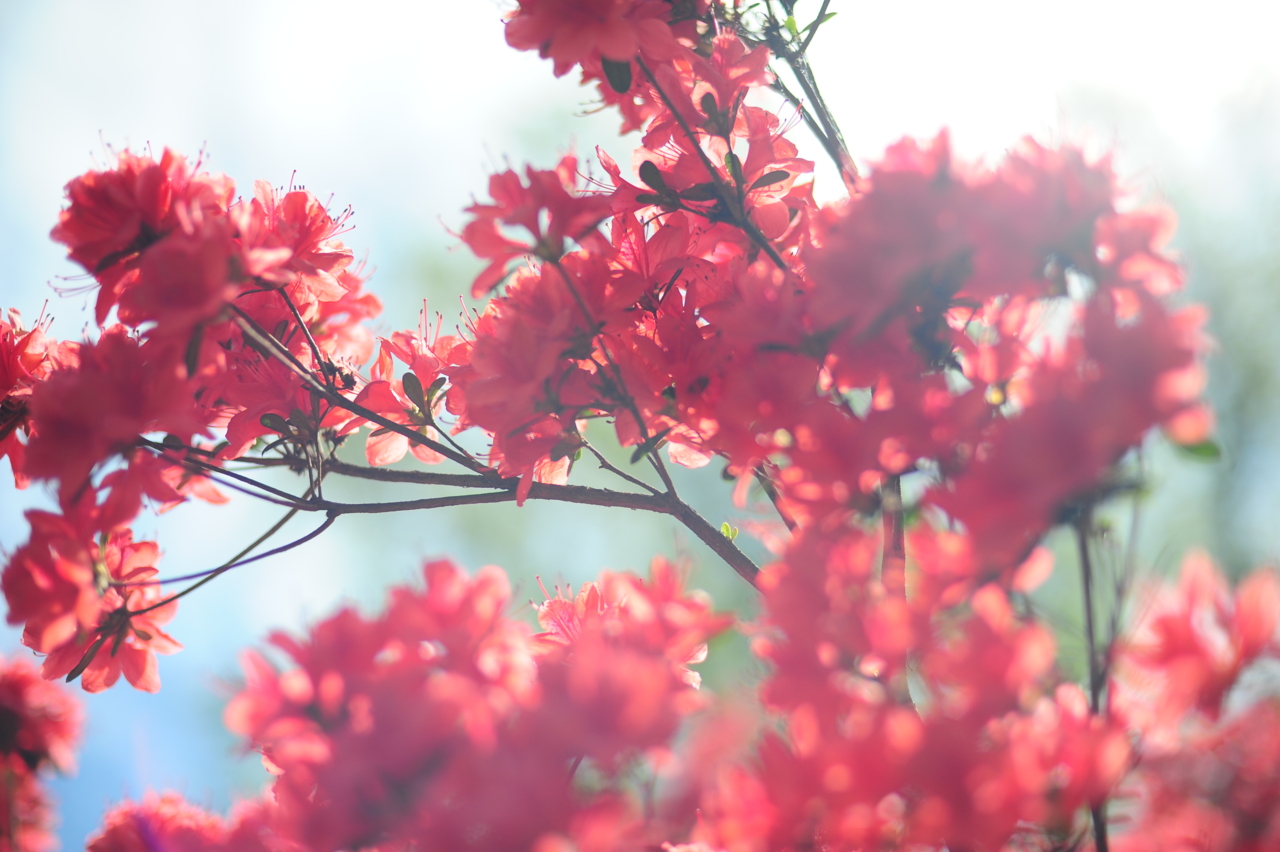 Flowers Tumblr - HD Wallpaper 