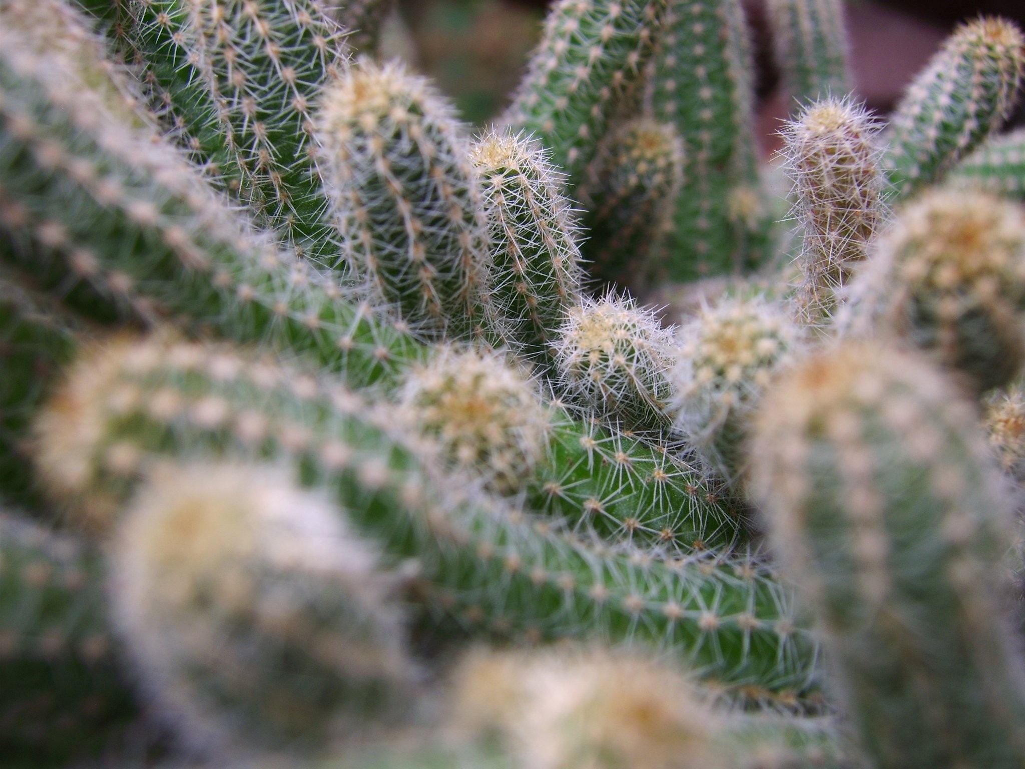 Large-flowered Cactus - HD Wallpaper 