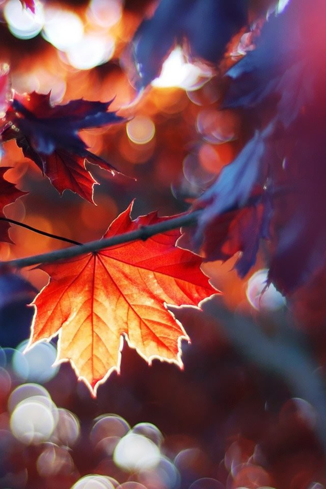 Autumn Mobile Wallpaper Hd - 640x960 Wallpaper Autumn Mobile Wallpaper Hd - 640x960 Wallpaper