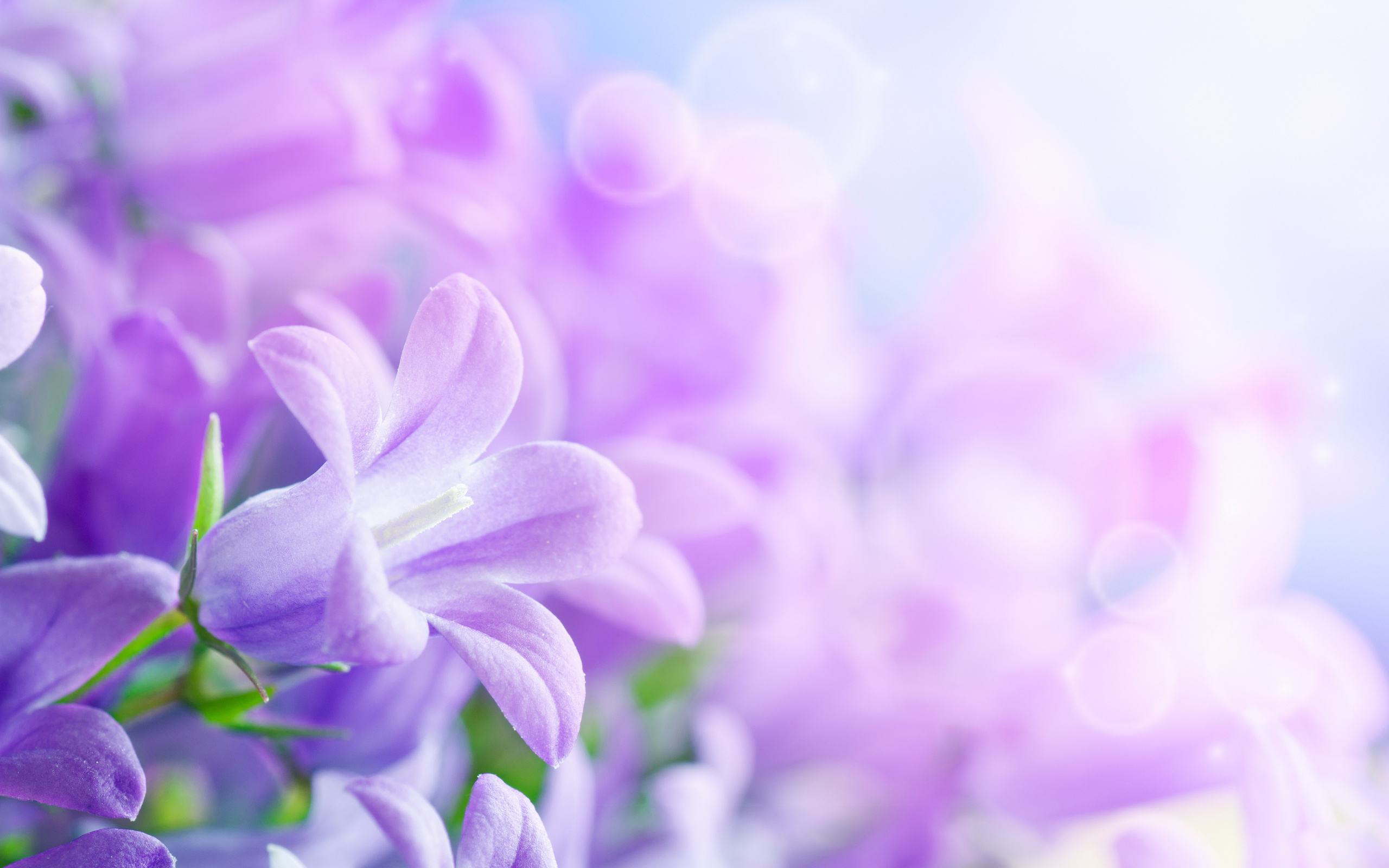 Light Purple Floral Background - HD Wallpaper 