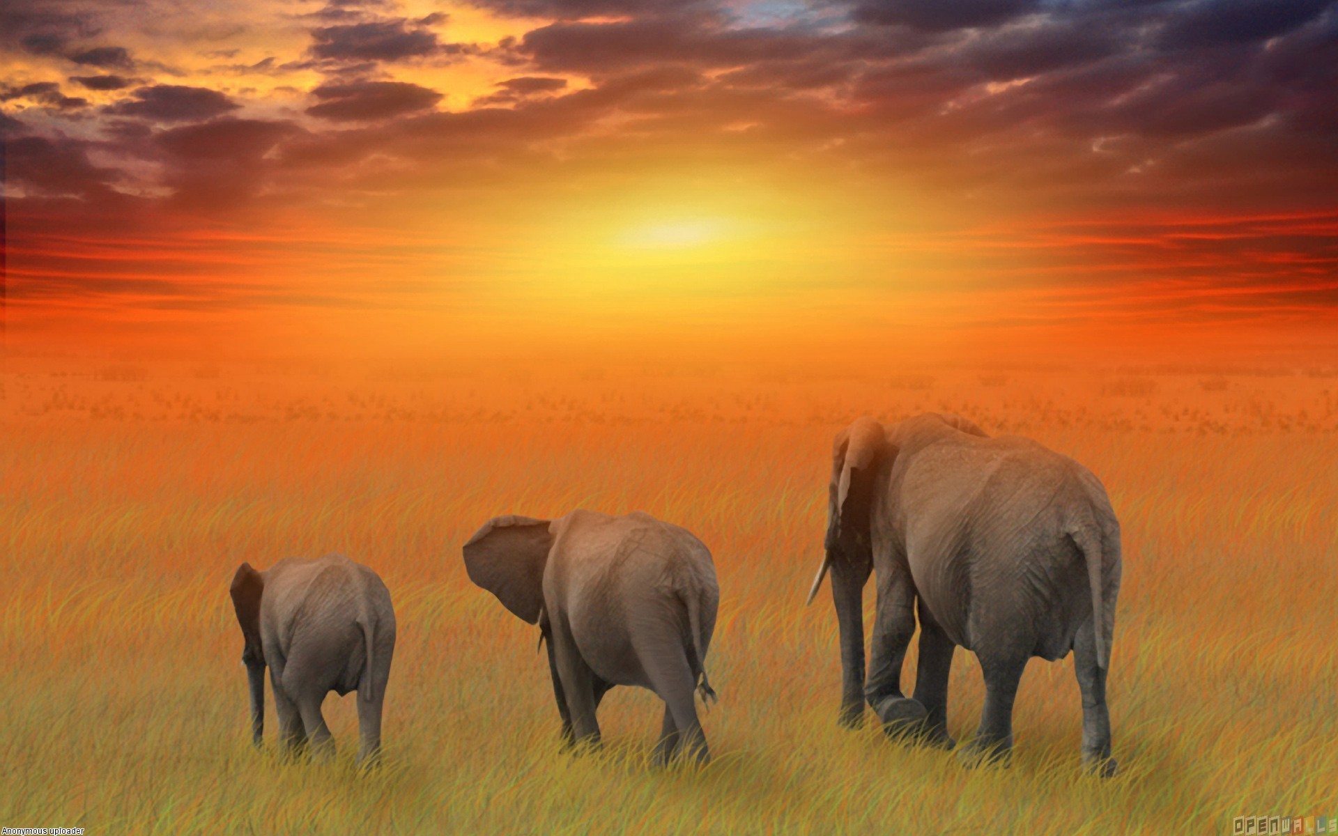 Elephant Family - HD Wallpaper 
