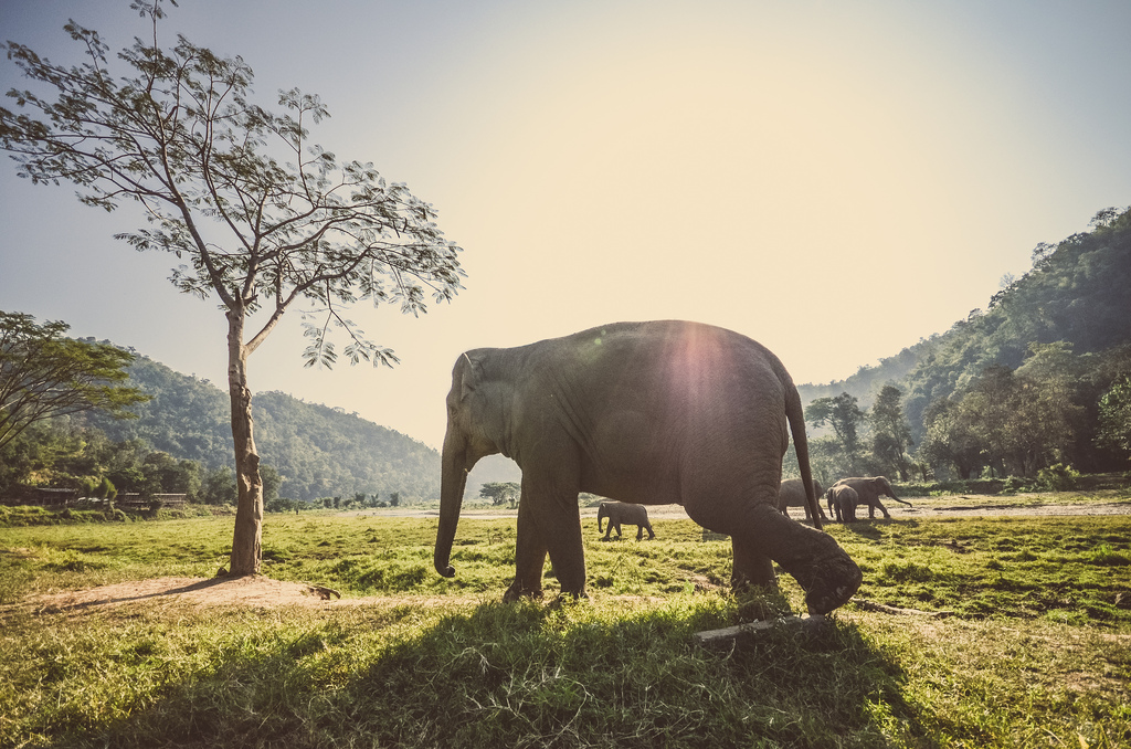 Elephants In Thailand - Thailand Photography Elephant - HD Wallpaper 