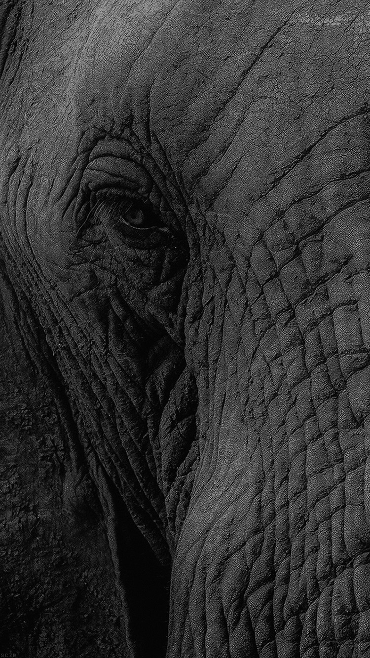 Elephant Wallpaper Iphone X - HD Wallpaper 