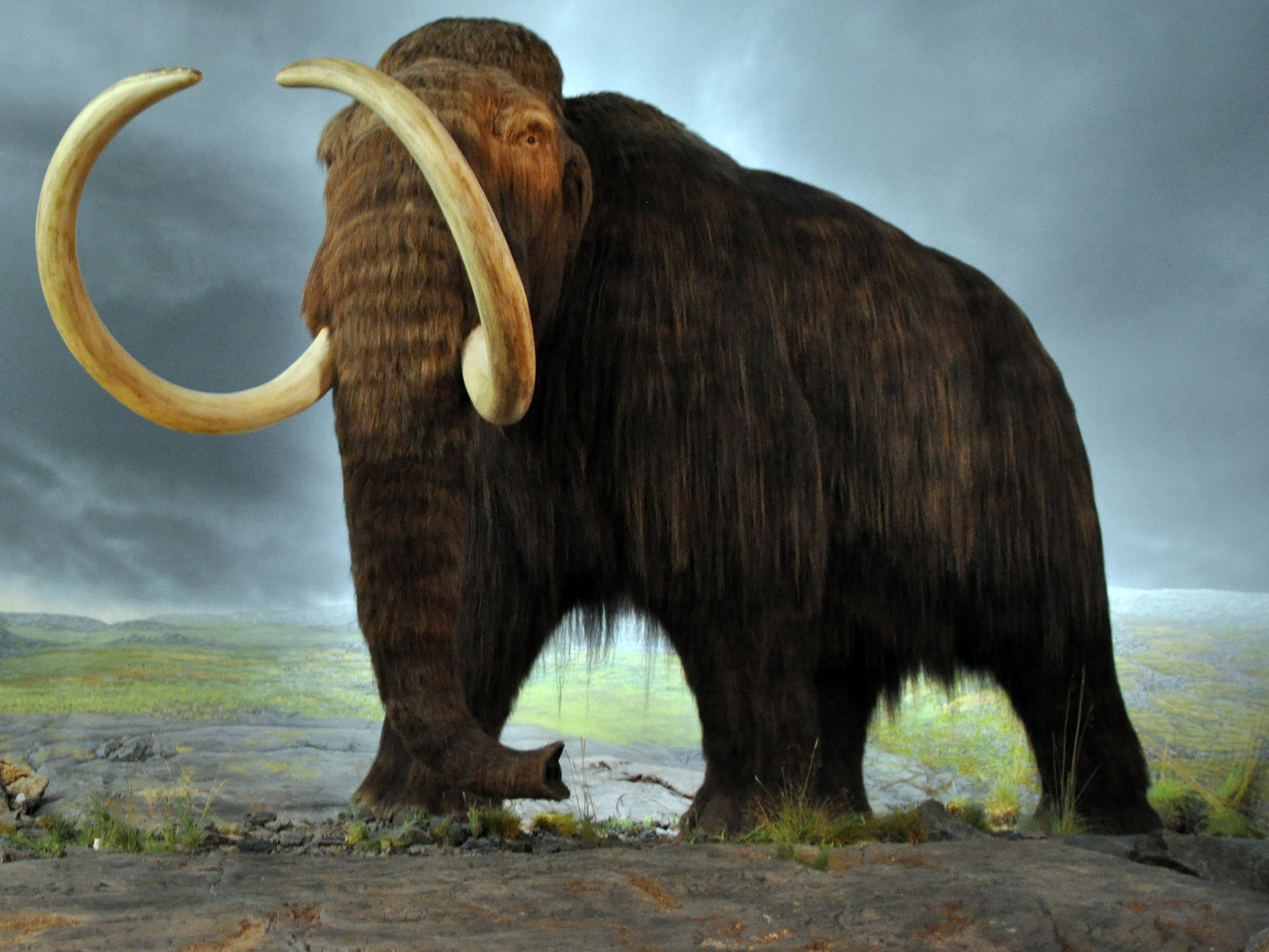 100 Million Years Ago Animals - 2400x1800 Wallpaper 