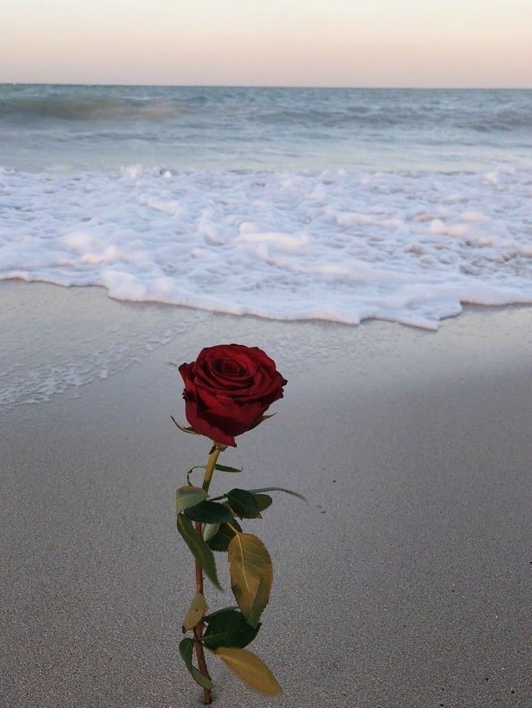 Rose In Beach 750x999 Wallpaper Teahub Io