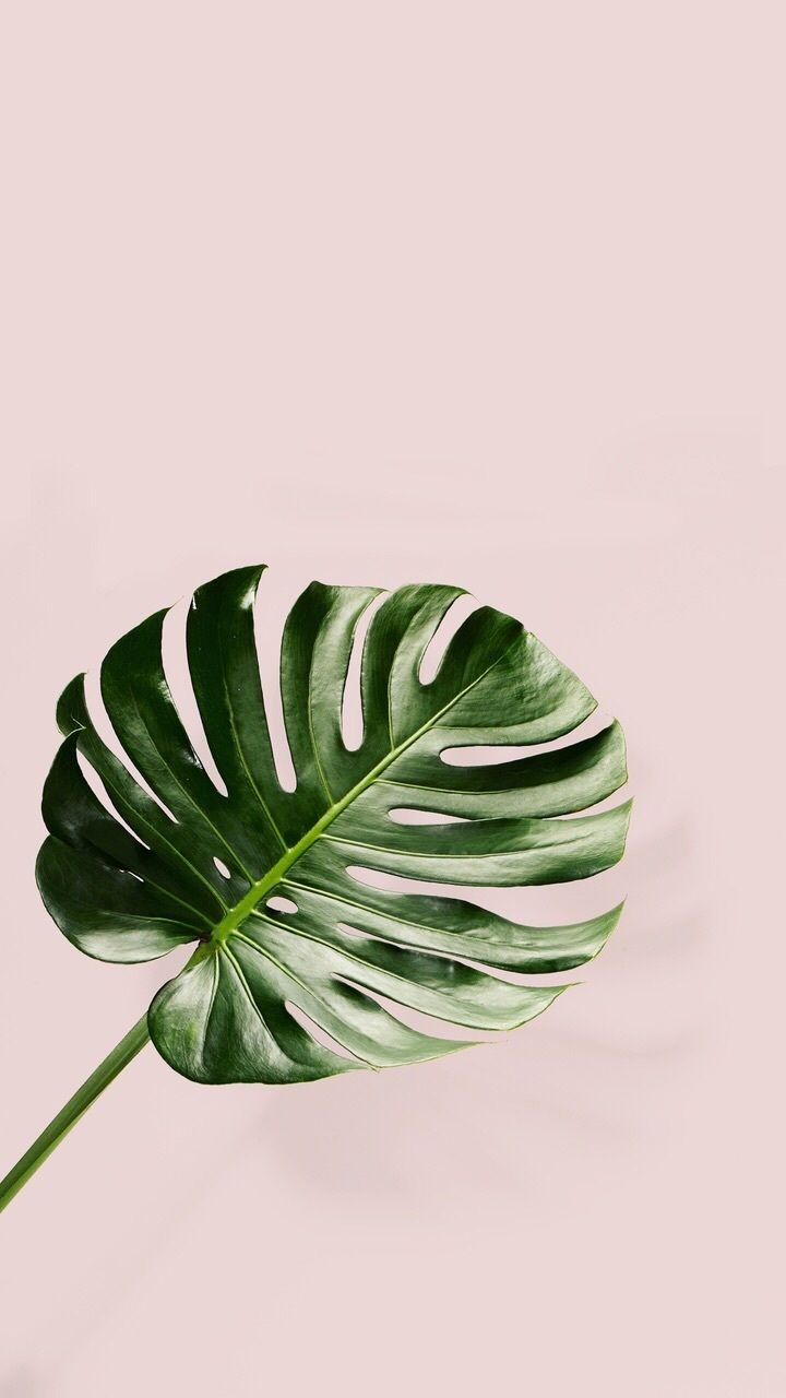 Plant Wallpaper Iphone Hd - HD Wallpaper 