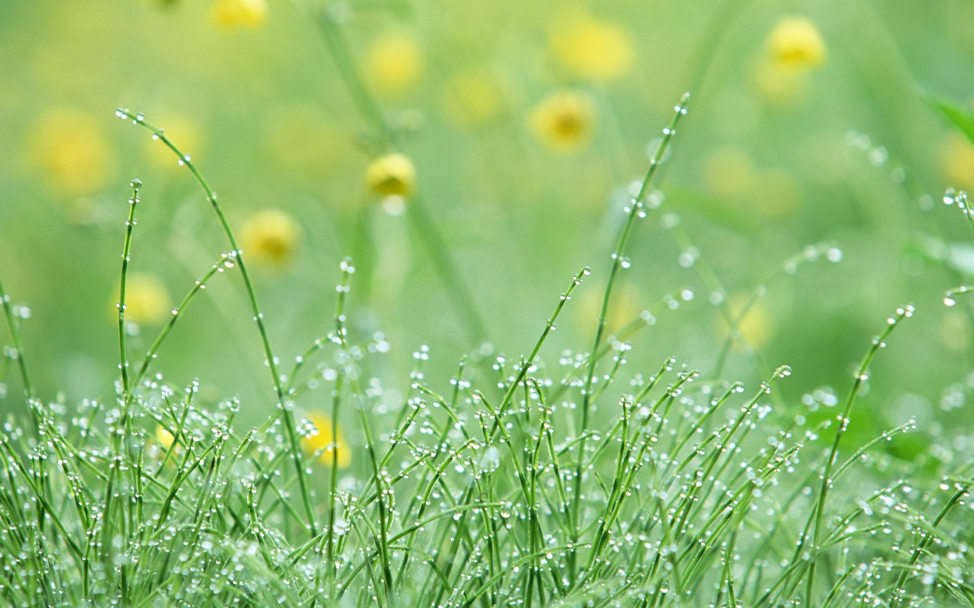 Pretty Background - HD Wallpaper 