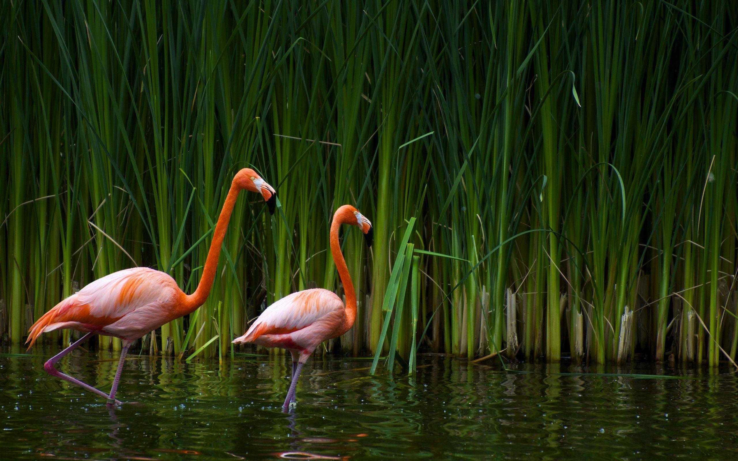 Flamingo Wallpaper Hd - Flamingos In A Swamp - HD Wallpaper 