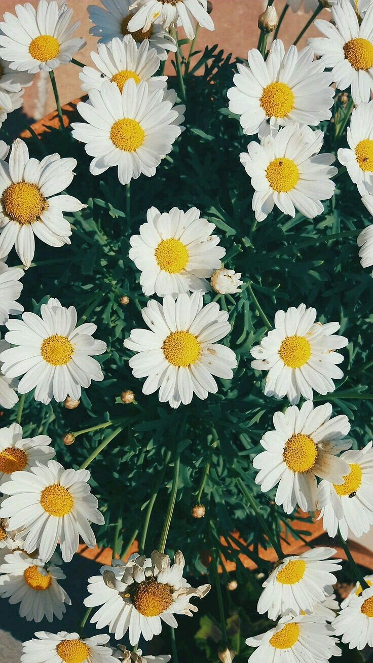 Fondos Tumblr Margaritas - HD Wallpaper 