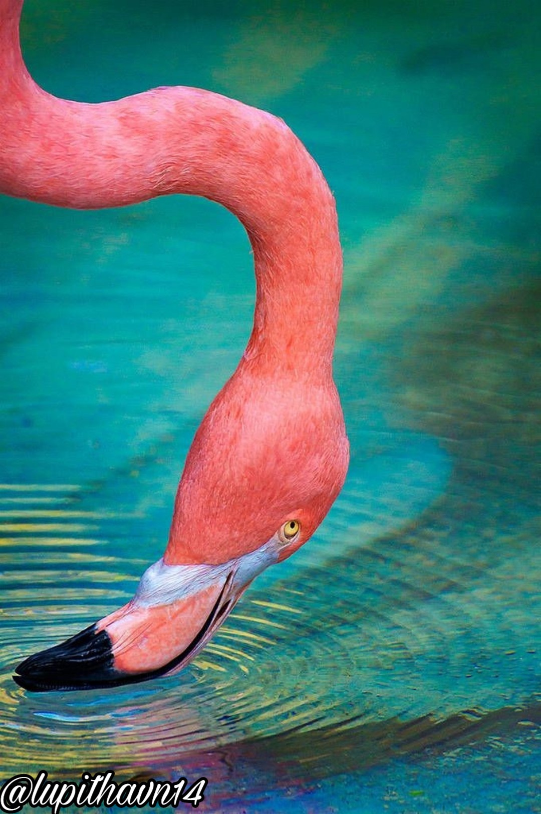 #flamingo #beach #waterblue #animals #pink #freetoedit - Flamencos - HD Wallpaper 
