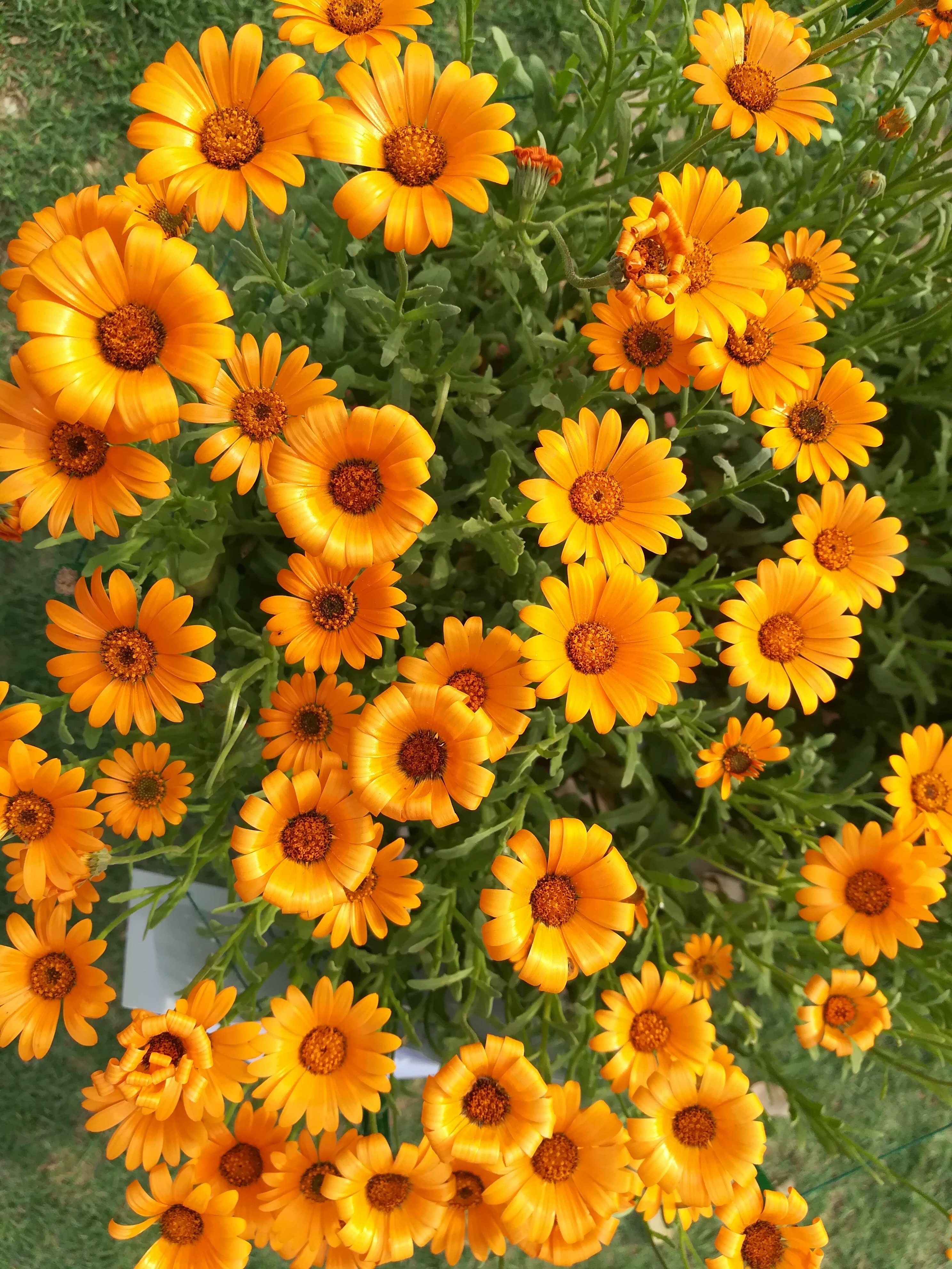 Daisy Wallpaper Tumblr - HD Wallpaper 