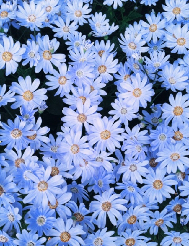 Flowers, Wallpaper, And Blue Image - Blue Flower Tumblr Background -  640x833 Wallpaper 