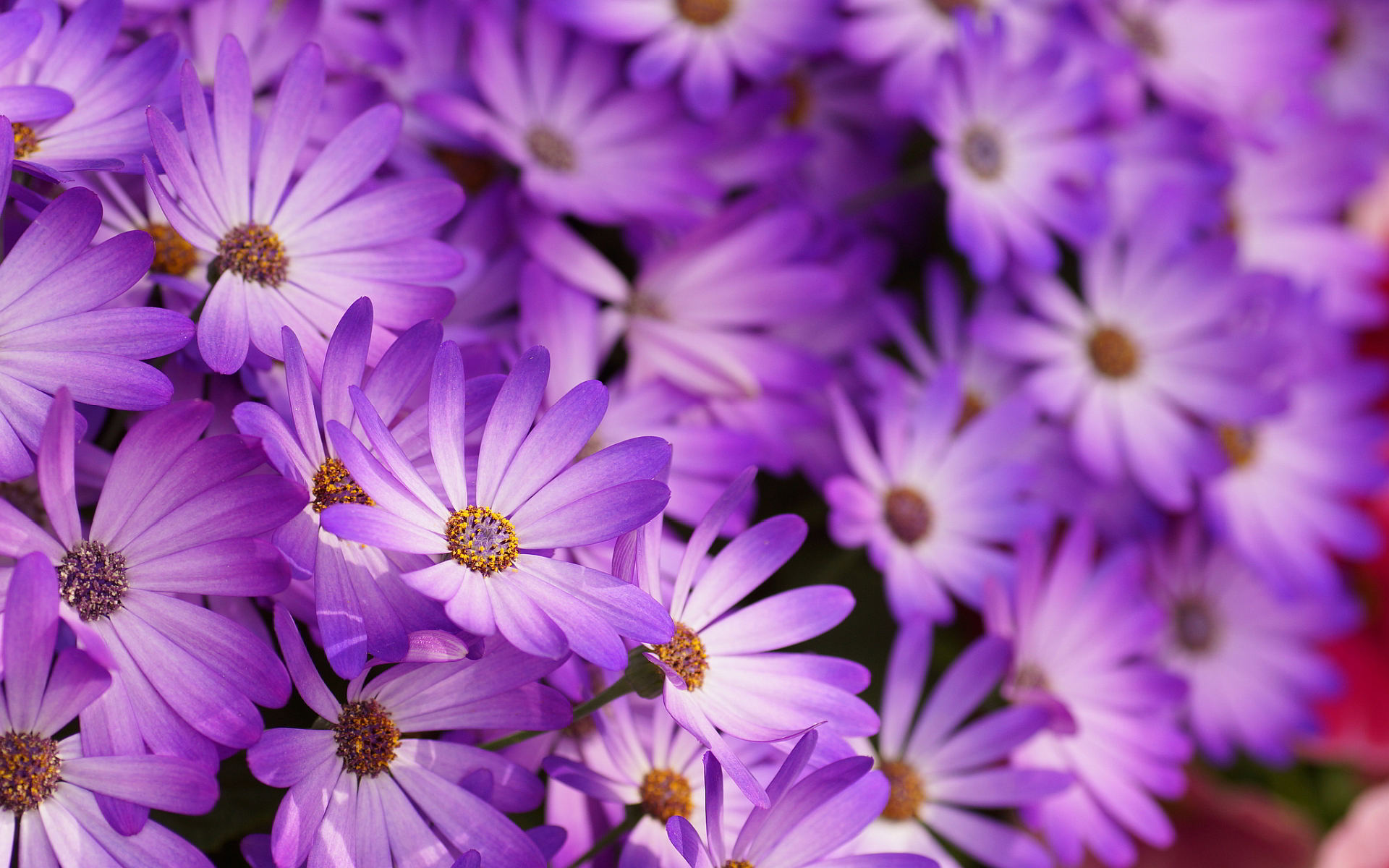 Purple Flower Wallpaper Hd - HD Wallpaper 