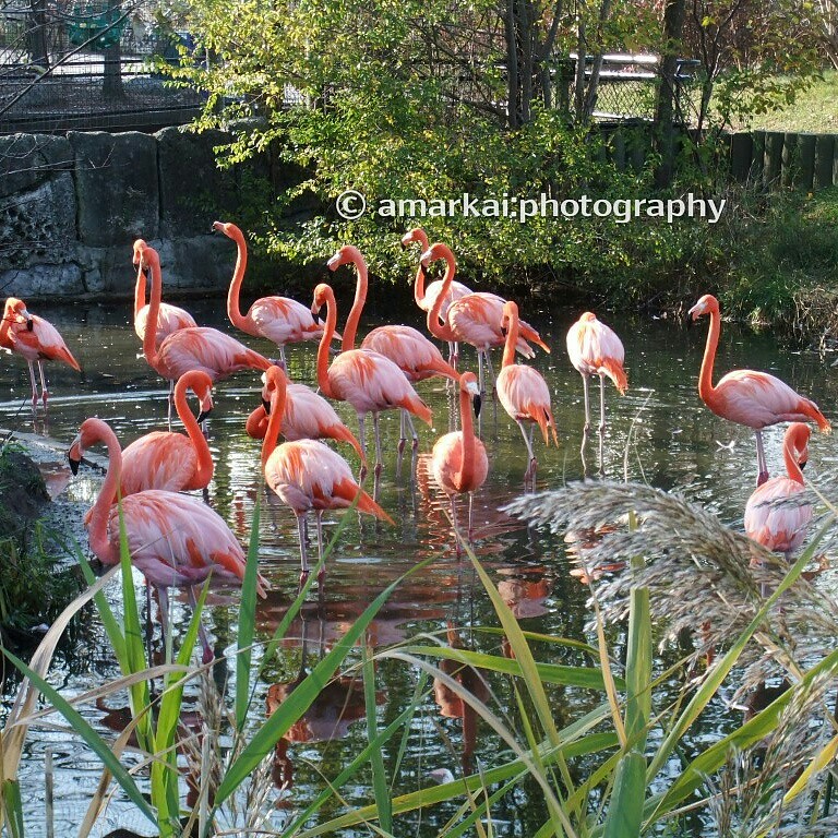 Greater Flamingo - HD Wallpaper 