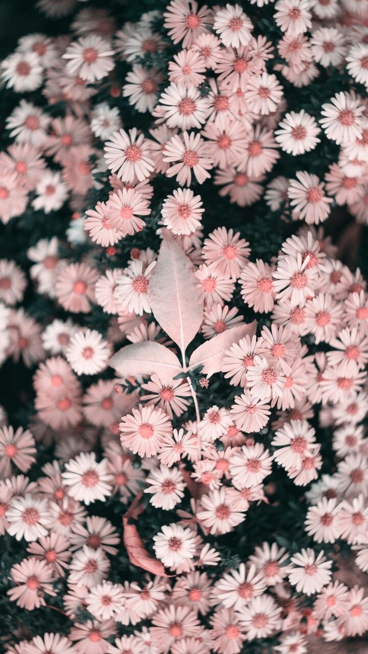 Beautiful Iphone Wallpaper Flower - HD Wallpaper 