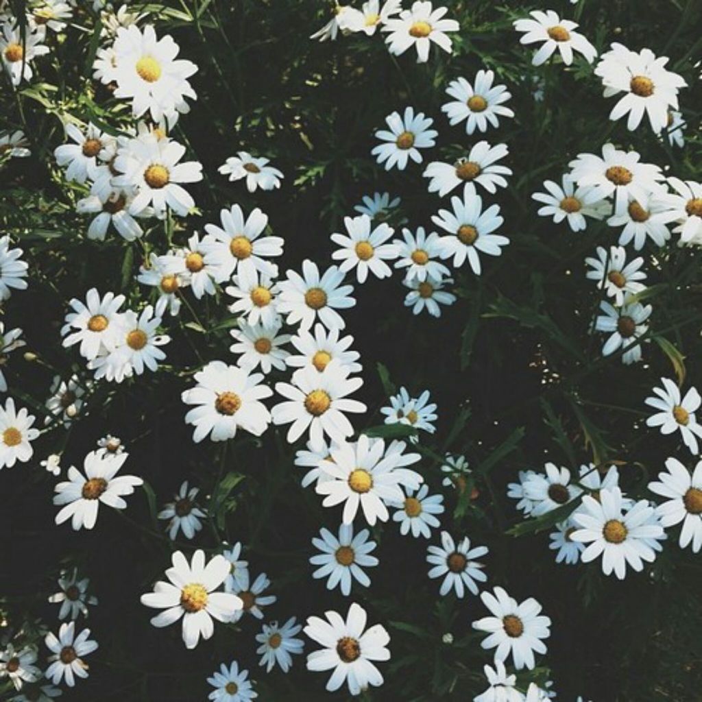 Girly Hippie Backgrounds - HD Wallpaper 