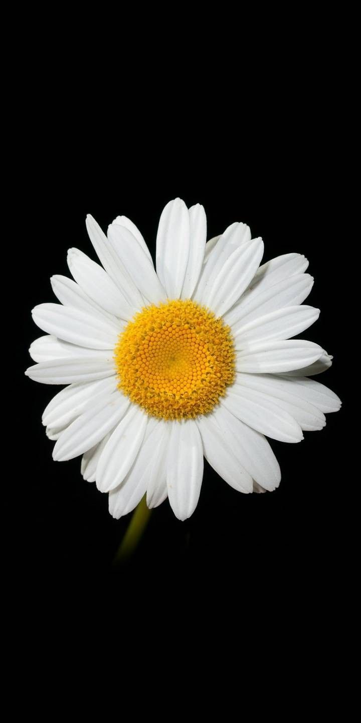 Most Beautiful Daisy Flower - HD Wallpaper 
