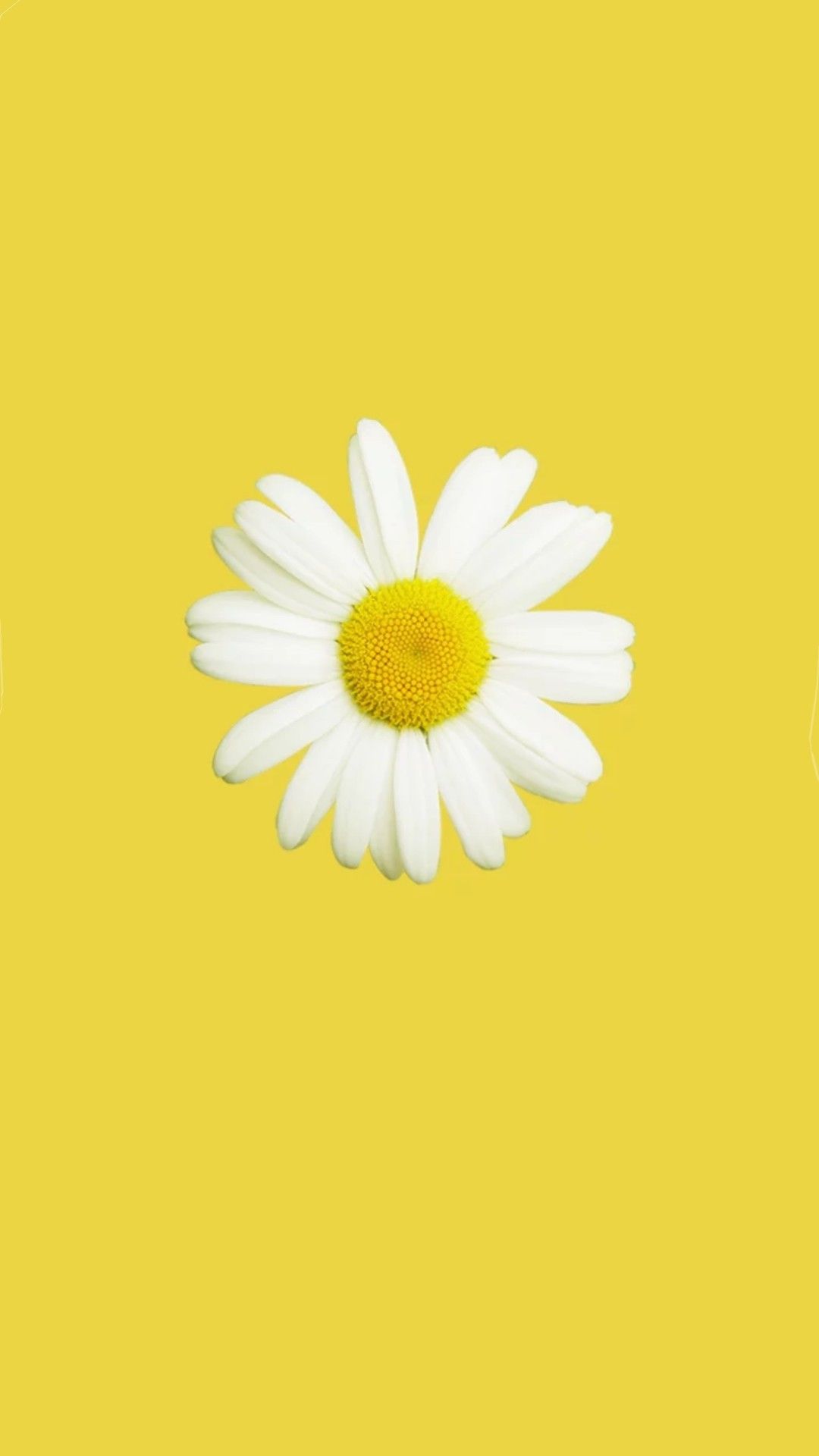 Oxeye Daisy - HD Wallpaper 