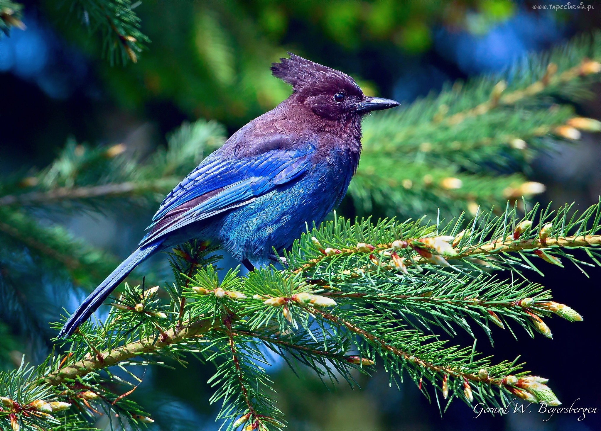 Steller's Jay Hd - HD Wallpaper 