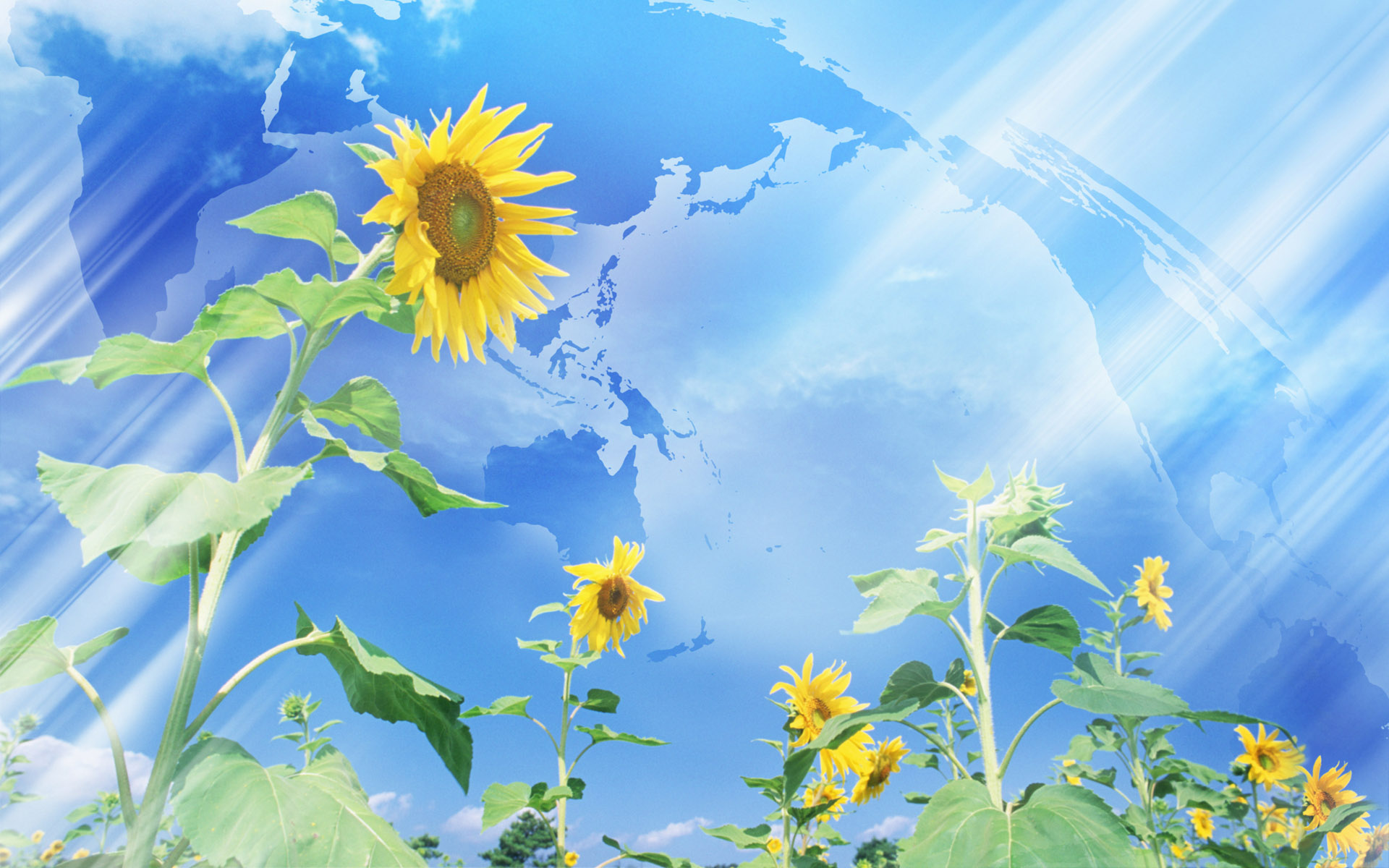 Sunflower Wallpaper Anime - HD Wallpaper 