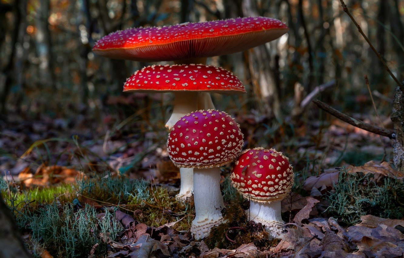 Photo Wallpaper Autumn, Mushrooms, Amanita, Dry Leaves - Bos In De Herfst - HD Wallpaper 