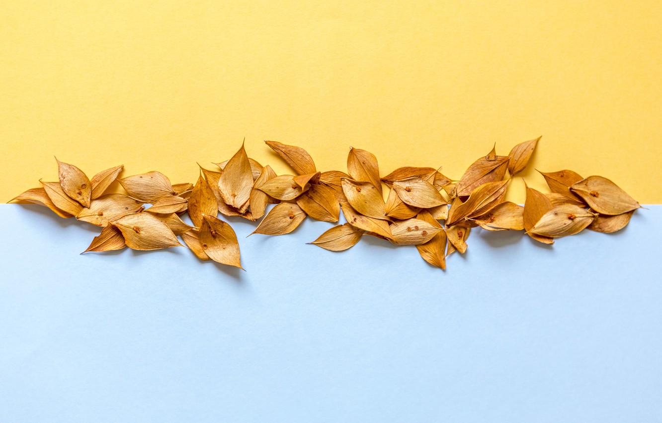 Photo Wallpaper Leaves, Background, Blue, Yellow, Dry, - Fondo Dividido En Dos Colores - HD Wallpaper 