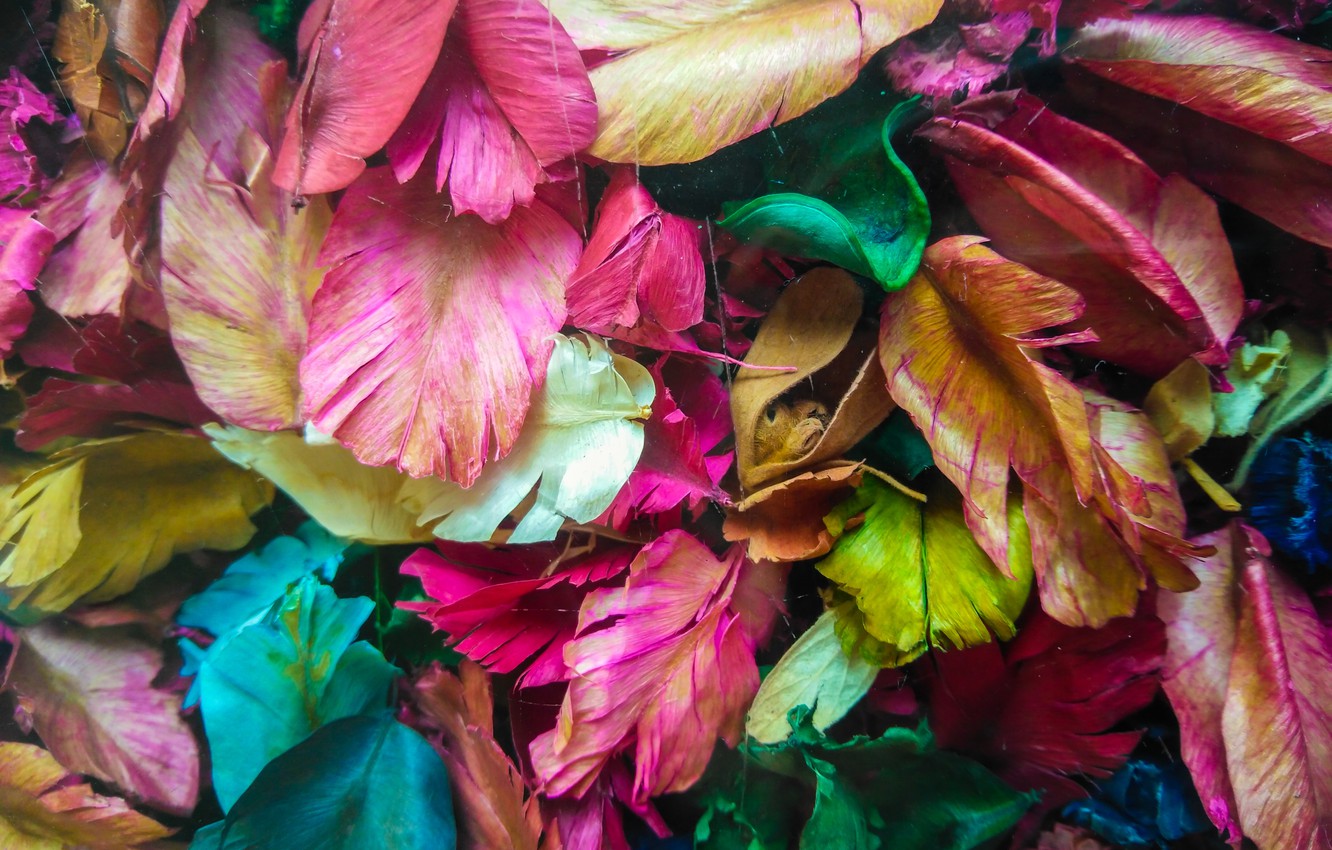 Photo Wallpaper Leaves, Petals, Colorful, Dry, Leaves, - Colorful Dry Leaves Hd - HD Wallpaper 