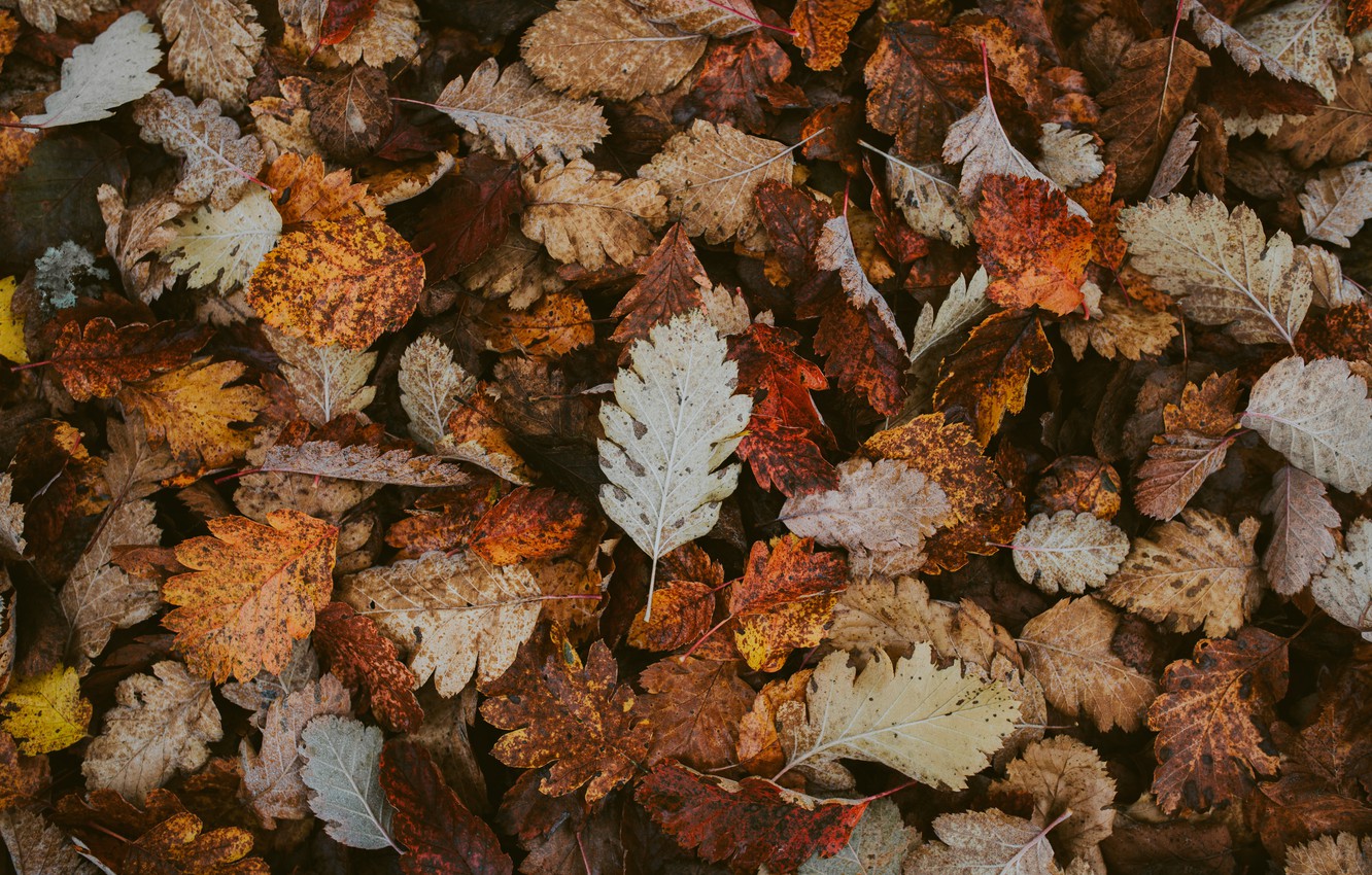 Photo Wallpaper Autumn, Leaves, Foliage, Dry, Fallen - Wallpaper - 1332x850  Wallpaper 