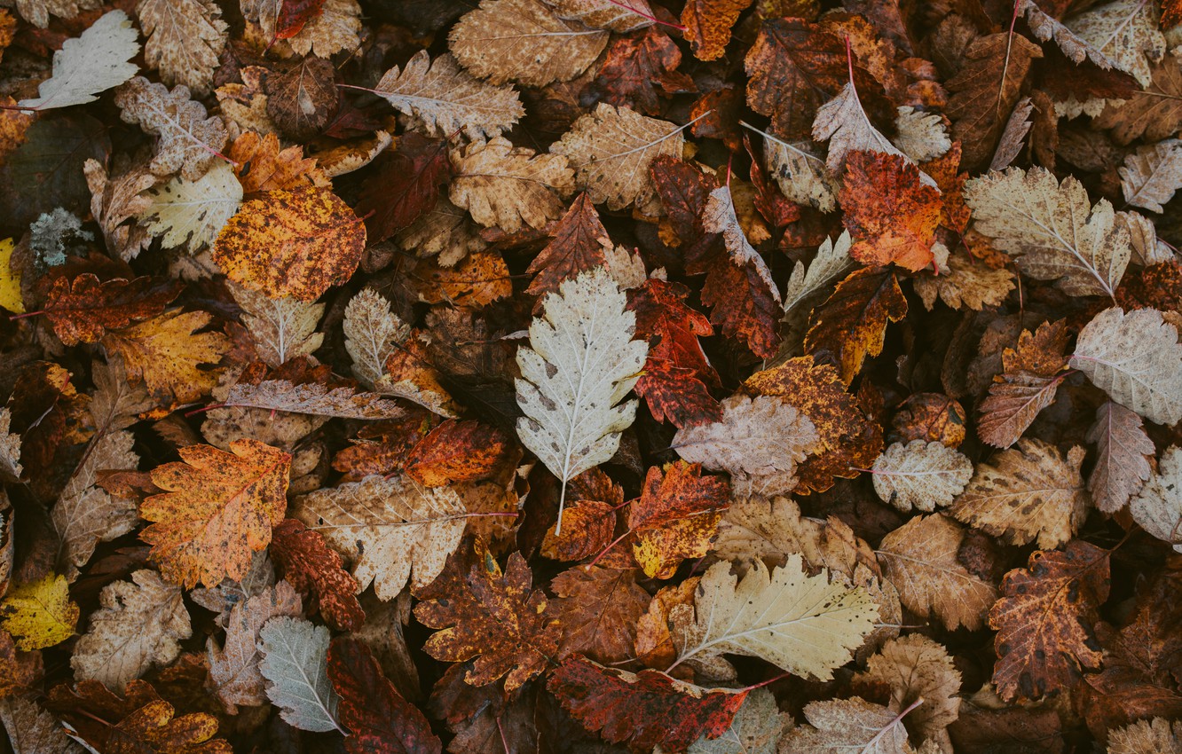 Photo Wallpaper Autumn, Leaves, Foliage, Dry, Fallen - Wallpaper - 1332x850 Wallpaper Photo Wallpaper Autumn, Leaves, Foliage, Dry, Fallen - Wallpaper - 1332x850 Wallpaper