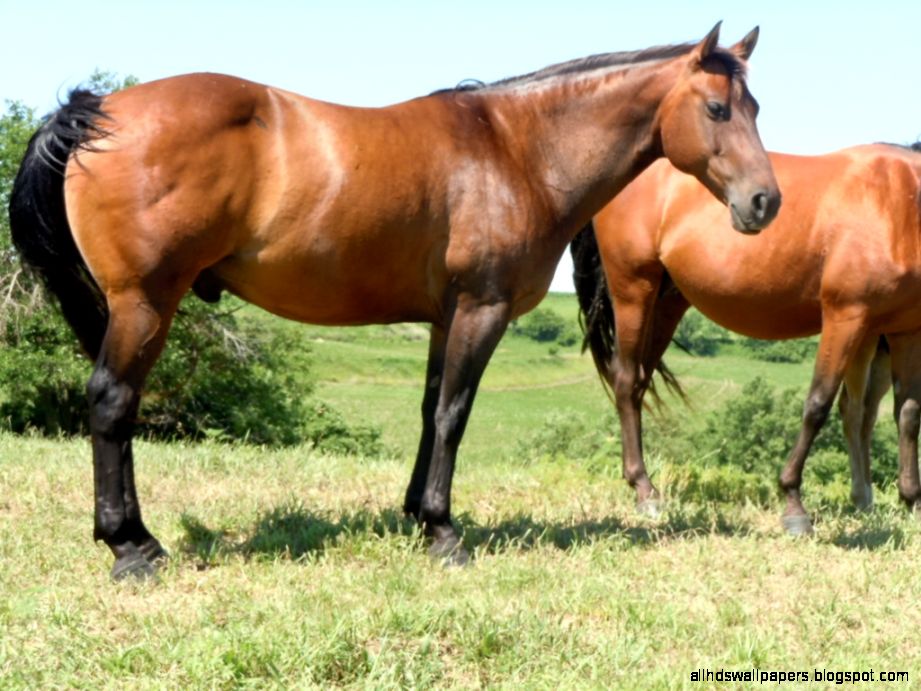 Azteca Half Andalusian Horses For Sale Champion Bloodlines Sorrel